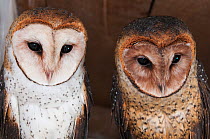 Barn owl (Tyto alba punctatissima) pair, Santa Cruz Island, Galapagos, Ecuador.