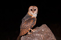 Barn owl (Tyto alba punctatissima) on rock with rodent prey, Santa Cruz Island, Galapagos, Ecuador.