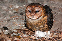 Barn owl (Tyto alba punctatissima) on nest with eggs in cave beneath building site. Santa Cruz Island, Galapagos, Ecuador.