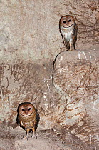 Barn owl (Tyto alba punctatissima) pair nesting in cave beneath building site. Santa Cruz Island, Galapagos, Ecuador.