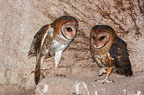 Barn owl (Tyto alba punctatissima) pair nesting in cave beneath building site. Santa Cruz Island, Galapagos, Ecuador.