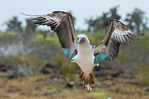 Blue-footed booby (Sula nebouxii) displaying, Santa Cruz Island, Galapagos, Ecuador.