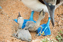 Blue-footed booby (Sula nebouxii) with chicks at nest, Santa Cruz Island, Galapagos, Ecuador.