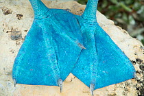 Blue-footed booby (Sula nebouxii) feet, Santa Cruz Island, Galapagos, Ecuador.