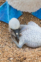 Blue-footed booby (Sula nebouxii) chick, Santa Cruz Island, Galapagos, Ecuador.
