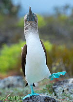 Blue-footed booby (Sula nebouxii) 'dancing' courtship display, Santa Cruz Island, Galapagos, Ecuador.