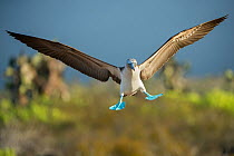 Blue-footed booby (Sula nebouxii) landing, Santa Cruz Island, Galapagos, Ecuador.