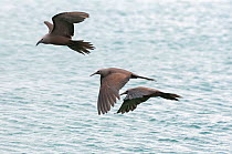 Brown noddies (Anous stolidus) in flight over water, Galapagos, Ecuador.
