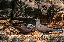 Brown noddy (Anous stolidus) pair on rock face, Punta Vicente Roca, Isabela Island, Galapagos, Ecuador.