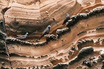 Brown noddies (Anous stolidus) perched on rock face, Punta Vicente Roca, Isabela Island, Galapagos, Ecuador.