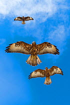 Galapagos hawks (Buteo galapagoensis) in flight, Galapagos, Ecuador. Vulnerable species.