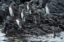 Galapagos penguins (Spheniscus mendiculus) standing on rocky shore, Galapagos, Ecuador. Endangered species.