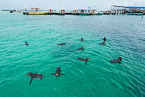 Galapagos penguins (Spheniscus mendiculus) swimming near jetty and boats, Galapagos, Ecuador. Endangered species.