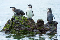 Galapagos penguins (Spheniscus mendiculus) resting on rock, Galapagos, Ecuador. Endangered species.