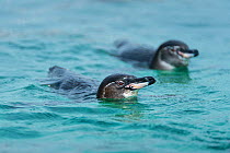 Galapagos penguins (Spheniscus mendiculus) swimming, Galapagos, Ecuador. Endangered species.