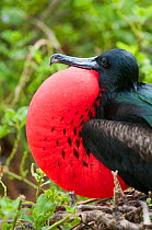 Great frigatebird (Fregata minor) male displaying inflated gular sac, Galapagos, Ecuador.