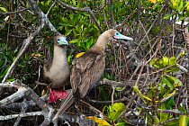 Red-footed boobies (Sula sula) perched on branch, Galapagos, Ecuador.