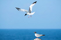 Swallow-tailed gulls (Creagrus furcatus) on coast, one in flight. Galapagos, Ecuador.