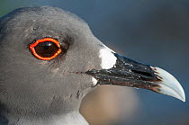 Swallow-tailed gull (Creagrus furcatus) head detail, Galapagos, Ecuador.