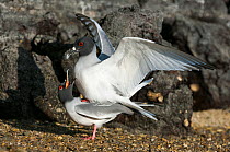 Swallow-tailed gull (Creagrus furcatus) pair mating, Galapagos, Ecuador.