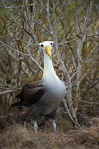 Waved albatross (Phoebastria irrorata) portrait, Galapagos, Ecuador. Critically Endangered species.