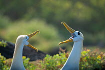 Waved albatross (Phoebastria irrorata) pair in courtship display, Galapagos, Ecuador. Critically Endangered species.