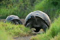 Alcedo Galapagos tortoise (Chelonoidis nigra vandenburghi) walking, Alcedo Volcan, Isabela Island, Galapagos