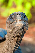 Alcedo Galapagos tortoise (Chelonoidis nigra vandenburghi) portrait, Alcedo Volcan, Isabela Island, Galapagos