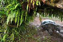 Alcedo Galapagos tortoise (Chelonoidis nigra vandenburghi) wallowing in mud, Alcedo Volcan, Isabela Island, Galapagos