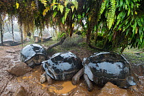 Alcedo Galapagos tortoise (Chelonoidis nigra vandenburghi) group wallowing in mud, Alcedo Volcan, Isabela Island, Galapagos