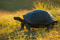 Alcedo Galapagos tortoise (Chelonoidis nigra vandenburghi) in grassland, Alcedo Volcan, Isabela Island, Galapagos