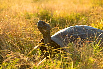 Alcedo Galapagos tortoise (Chelonoidis nigra vandenburghi) in sunlit grassland, Alcedo Volcan, Isabela Island, Galapagos