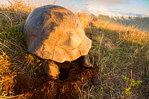 Alcedo Galapagos tortoise (Chelonoidis nigra vandenburghi) egg laying, Alcedo Volcan, Isabela Island, Galapagos
