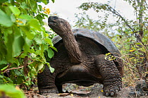 Alcedo Galapagos tortoise (Chelonoidis nigra vandenburghi), Alcedo Volcan, Isabela Island, Galapagos