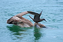 Brown noddy (Anous stolidus) sitting on Brown pelicans (Pelecanus occidentalis) to watch for and  catch escaping fish. Galapagos