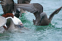 Brown noddy (Anous stolidus) foraging near Brown pelicans (Pelecanus occidentalis) to watch for and  catch escaping fish. Galapagos