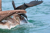 Brown noddy (Anous stolidus) sitting on Brown pelicans (Pelecanus occidentalis) to watch for and  catch escaping fish. Galapagos