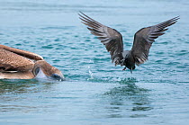 Brown noddy (Anous stolidus) catch escaping fish from Brown pelican (Pelecanus occidentalis) Galapagos