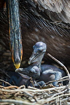 Brown pelican (Pelecanus occidentalis)  Galapagos