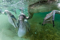 Brown pelicans (Pelecanus occidentalis) feeding underwater, with throat pouch expanded, Galapagos