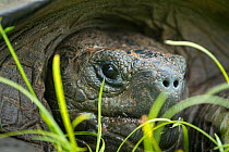 El Fatal Galapagos tortoise (Chelonoidis sp.), genetically distinct new species not yet described, restricted to the eastern slope of Santa Cruz. Galapagos