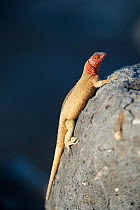 Espanola lava lizard (Microlophus delanonis), female, Galapagos
