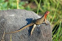 Espanola lava lizard (Microlophus delanonis), female, Galapagos.