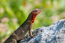 Espanola lava lizard (Microlophus delanonis), female, Galapagos.