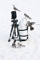 Espanola mockingbird (Mimus macdonaldi) investigating camera equipment on beach, Galapagos