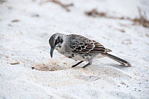 Espanola mockingbird (Mimus macdonaldi) foraging on beach, Galapagos