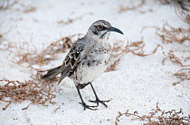 Espanola mockingbird (Mimus macdonaldi) on beach, Galapagos