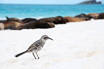Espanola mockingbird (Mimus macdonaldi) on beach, Galapagos