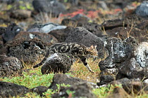 Feral domestic cat (Felis catus) stalking through lava rocks, Galapagos