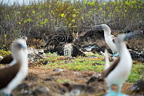 Feral domestic cat (Felis catus) watching Blue footed boobies (Sula nebouxii), Galapagos